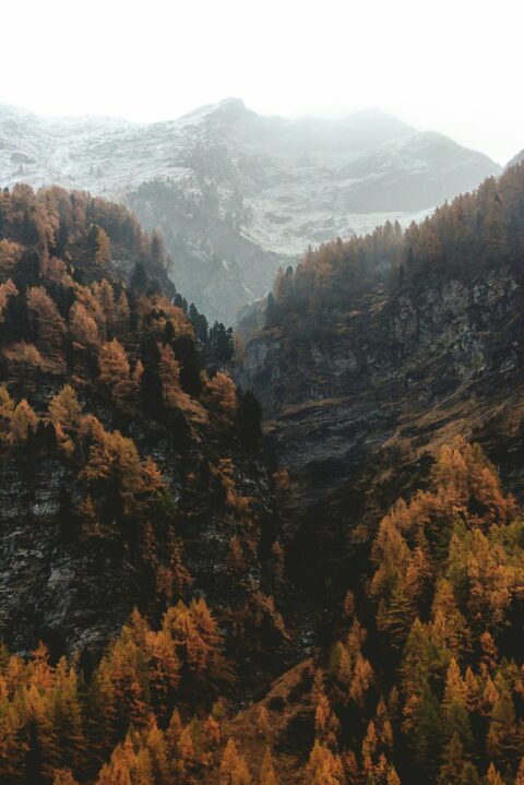 a mountain with trees and snow